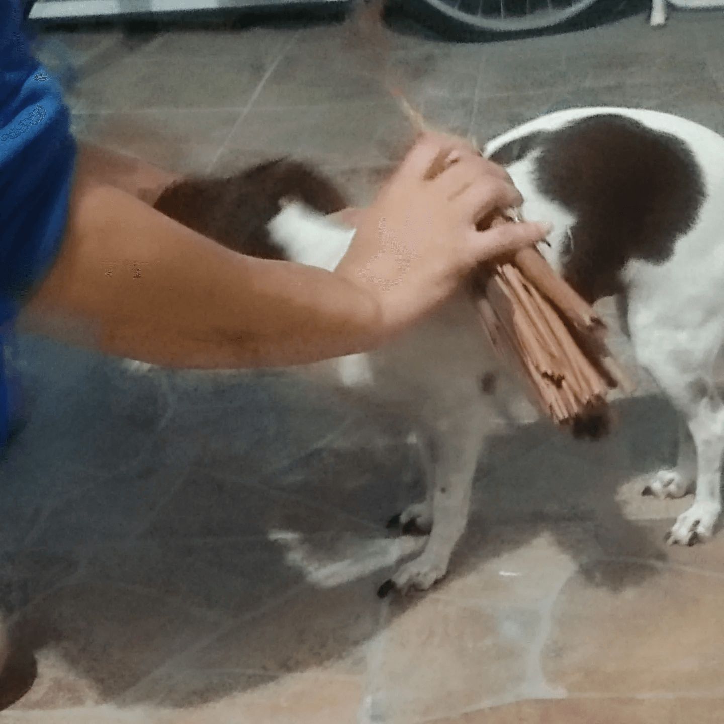 Featured image for “Limpias sin humo para mascotas”